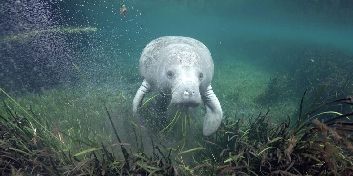 A manatee munches on seagrass in Crystal River. (Photo by David Schrichte/Ocean Image Bank, CC BY-NC)